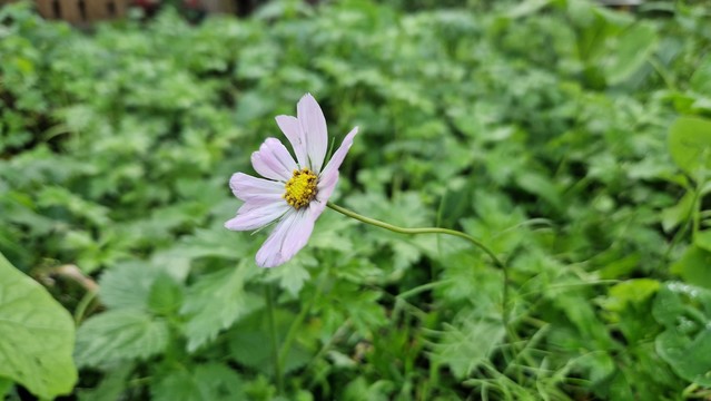 Cosmea