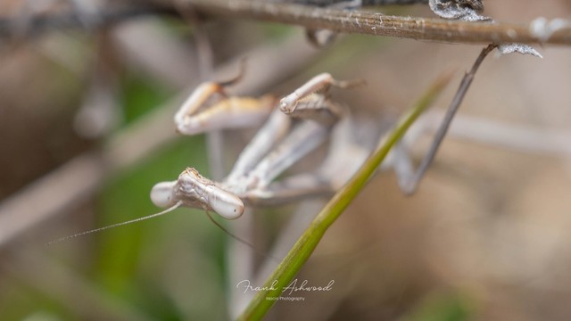 A photograph of a white praying mantis hanging upside down from a twig, looking towards the camera.