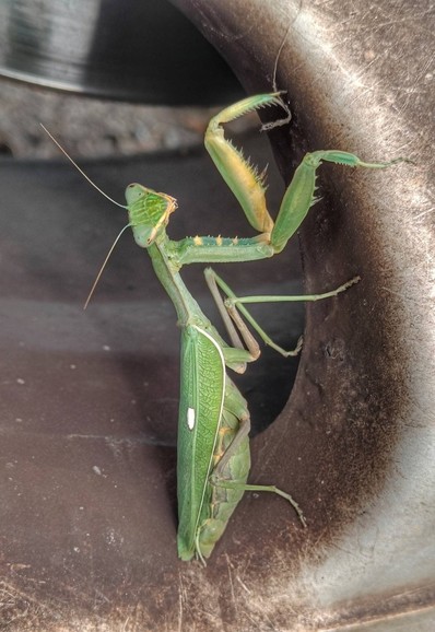 A green praying mantis inside the wheel of a car looking at the camera.