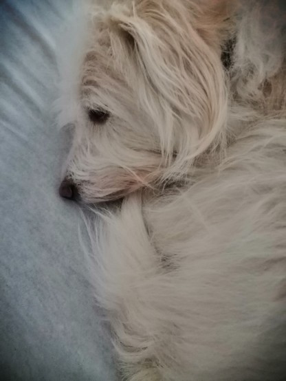 Pepe is a dirty-white long haired dog. He is in his pretzel form and snuggles on the couch