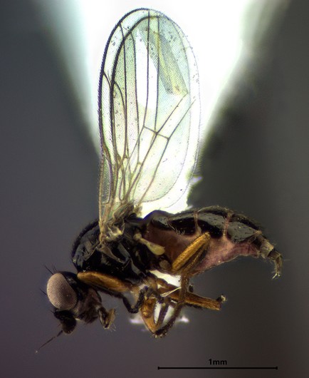 A small, point-mounted fly. The fly is mostly black with brown legs and a partially pink abdomen.