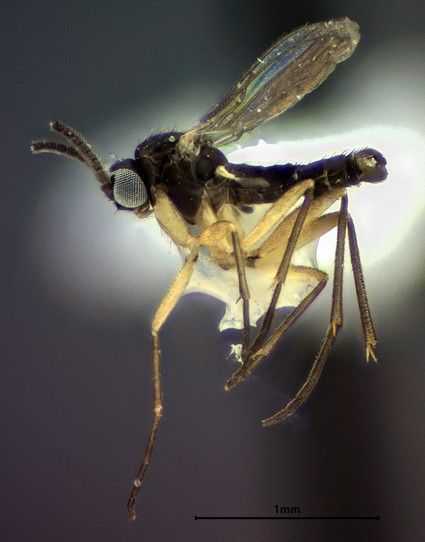 A small, point-mounted fly. The fly is black with long pale legs and gray eyes.