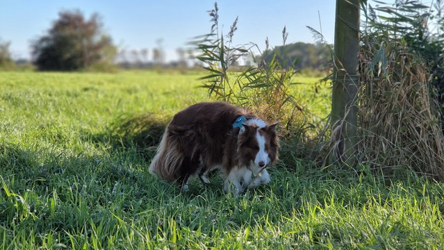 Hund in Herbstsonne an sonnigem Feldweg