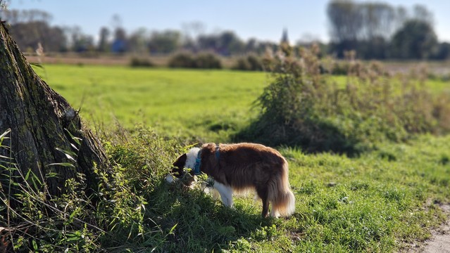 Hund in Herbstsonne an sonnigem Feldweg