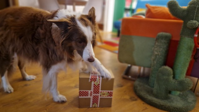 Hund legt Pfote auf Paket