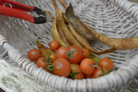 This photograph shows a small, white, woven basket with a few drying runner bean pods and a handful of tomatoes. At the back of the basket, a pair of snips with red handles is partially visible.