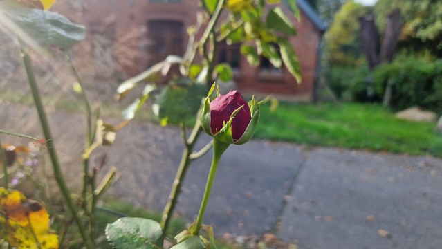 Knospe Rose