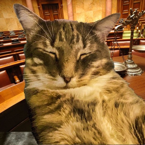 Against a courtroom background, the broad head of a burly gray tabby cat with an expression of bliss, eyes closed.
