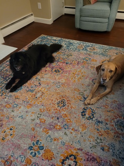 Picture of a black dog and a tan dog laying down on a patterned rug.