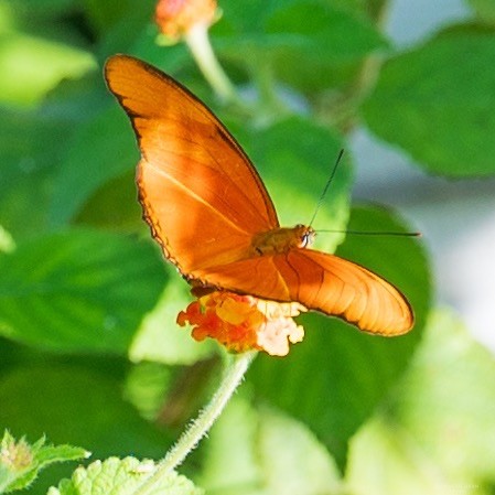 An orange butterfly on a lantana blossom with green leaves in the background.