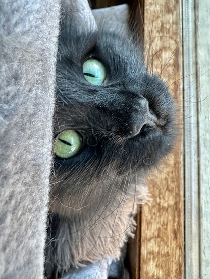A fluffy black cat stares up from between the shelves of a gray carpet-covered cat tree. The cat tree is by a window and it’s sunny outside, which shows off her beautiful green eyes.