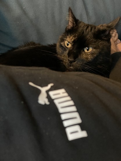 Black (very dark tortoiseshell) cat sheltering behing some legs in some black Puma training sweatpants, logo showing prominently