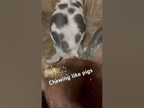 Chew like a pig #pigs #chewlikeapig #farm #homestead #fastfood