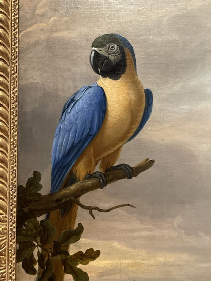 closeup of the blue-and-yellow macaw