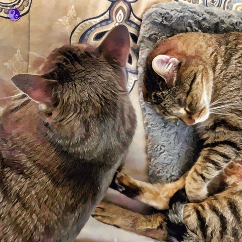 Shot from above, a gray tabby cat stands over a gray cat pad on a fleur de lis patterned comforter, while a brown tabby with prominent leg stripes snoozes on the cat pad on their side, illustrating Seventy Five Pounds of Cat.