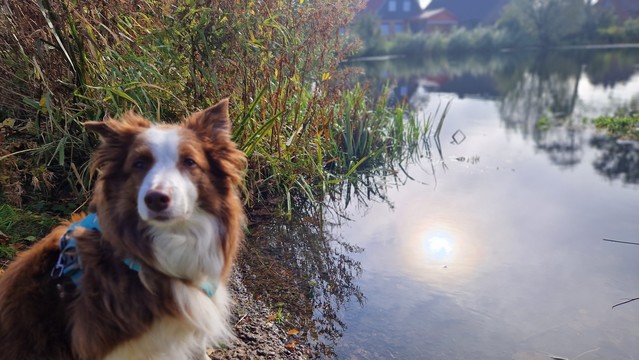 Hund am Wehl (Teich ähnliches Gewässer )