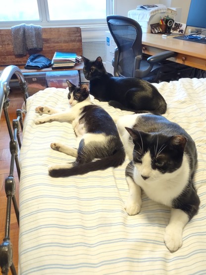 our 3 Foster cats, Spud, Lilly and Mae West all lying at the door of our bed