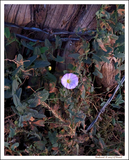 A pale purple bindweed flower at the base of a fencepost, in the afterglow of sunset.