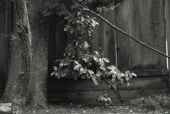 A tree and a shrub in classic back and white. There is a fence behind them.