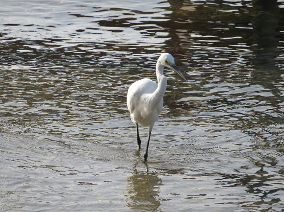 A photo of a little egret wading through the shallow water in search of fish, walking towards the camera.
