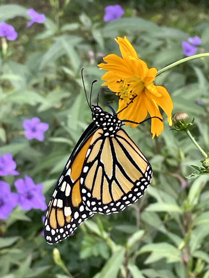 A photo of a monarch on a cosmo flower with purple Ruellia flowers in the background.