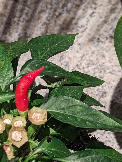 Detailaufnahme einer Chili-Pflanze. die meisten Chilis sind geerntet, nur eine steckt noch in der Pflanze. sie Blätter haben weiße Punkte