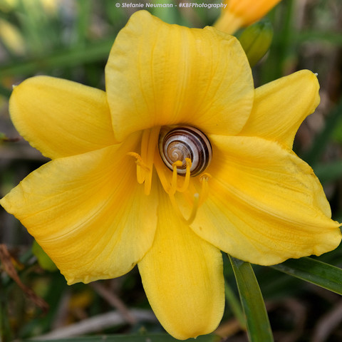 A lemon daylily with a white-lipped snail in its centre.