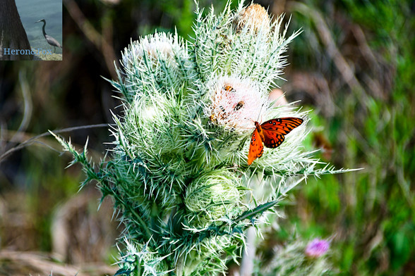 An outdoor, daylight photograph of a thorny thistle plant with several thorn-like blooms partially open to reveal the purple interiors. On one of the more mature flowers, there are three bees crawling on the flower, and one orange and black winged butterfly. The background of the image is green and brown grass and is out of focus.