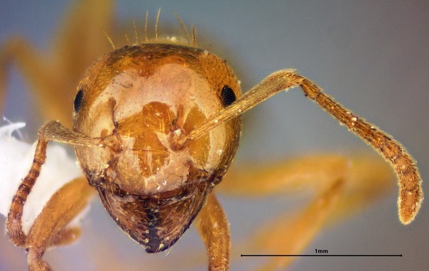Photo of the face of a small yellow ant.