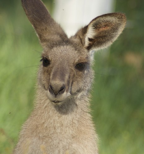 A kangaroo doe looking towards the camera