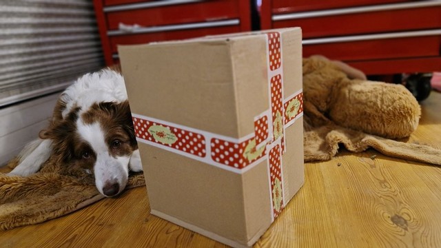 Hund liegt sehr bräsig neben großem Paket