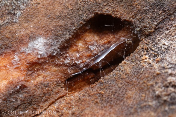 Photograph of a long, shimmering, transparent case in which a fly larva resides while in feeding mode.