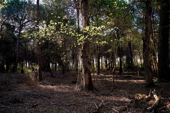 In a dense dark forest a few leaves are lit by a ray of light