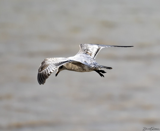 Grey and white long-winged bird flying over leaden waters