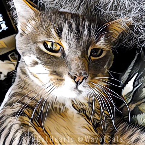 A gray tabby kitten with white on his jaw, staring golden-eyed into the camera while being cuddled against a gray beard, illustrating Affection by Cat Type.