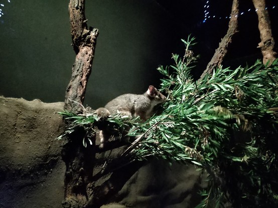 A ringtail possum.