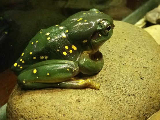 A frog.