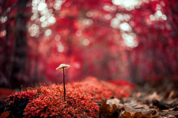 Voigtländer VM 28mm 2.8 Color-Skopar on Sony A7III via Techart LM-EA9 AF adapter
RNI Aerochrome Profile