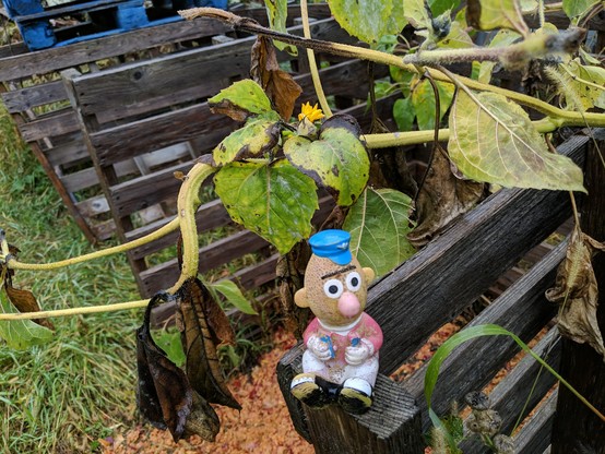 A photo of a small Bert toy sitting on an upright pallet. There is a sunflower growing behind the toy, it is yellow and dying from the cold fall weather. There is a very small sunflower blossom that isn't fully open behind and above Bert's head. There is ground apple pulp from pressing cider in one of the bins below Bert. Everything is wet from the rain.