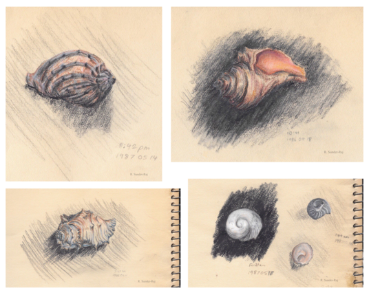 Some portions from a yellowed sketchbook showing seashells drawn with coloured pencils.  The drawing dates are penciled in as from 1986 and 1987.