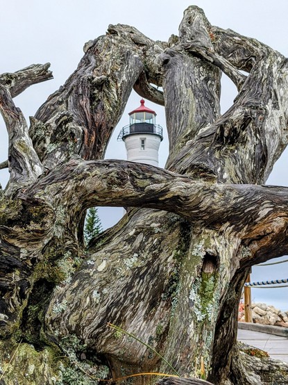 Photo of the weathered root-end of a piece of driftwood, with the top of a lighthouse tower showing through a hole in the roots.