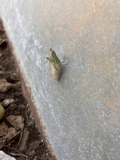 The green caterpillar from the previous photo is now a pale yellow chrysalis on a concrete wall. The chrysalis is attached to the concrete with a thread of silk.