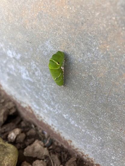 A bright green caterpillar with thin yellow stripes (and one black spot) on a stone wall. Its body is bunched up in preparation for imminent metamorphosis.