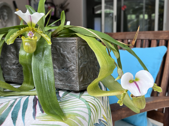 Two domestic slipper orchid blossoms on a plant in a decorative metal planter. Blooms are green below, white above, detailed with purple