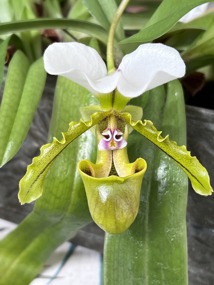 Closeup of a bloom, front-on, showing 5-point structure and the “eyes” above the cup