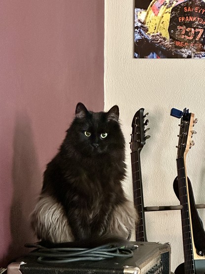 A fluffy black cat with smoke-grey undercoat and piercing green eyes sits tripod-style on top of a black keyboard amp. The background is a corner with a burgundy wall on the left and a cream wall on the right, with guitar necks silhouetted against the lighter wall behind the amp.
