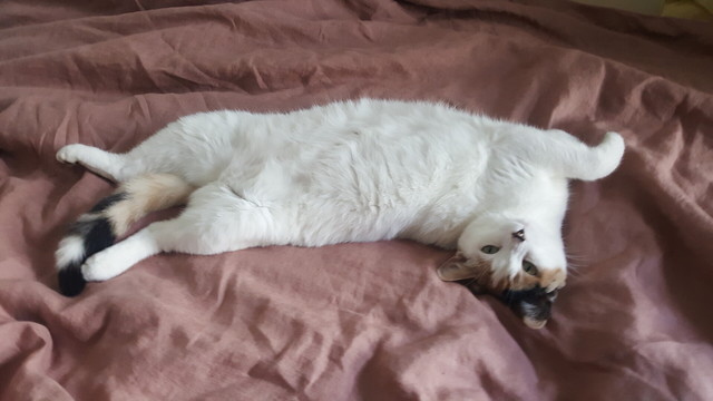 Lainey the mostly white cat is sprawled out on the bed with one arm cricked, her belly fully exposed (it's a trap) and is looking over her shoulder at the camera