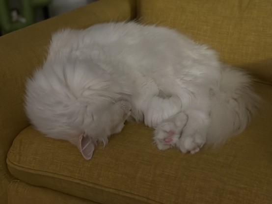 A flame point ragdoll cat sleeps curled up and partly upside down on a yellowish-orange accent chair. Some of the pink toe beans from his back paws are visible.