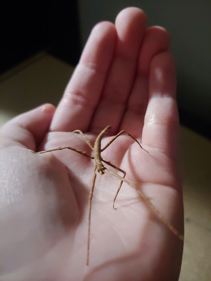 A stick insect nymph about the size of my palm, standing on my hand and reaching her front legs towards the camera.