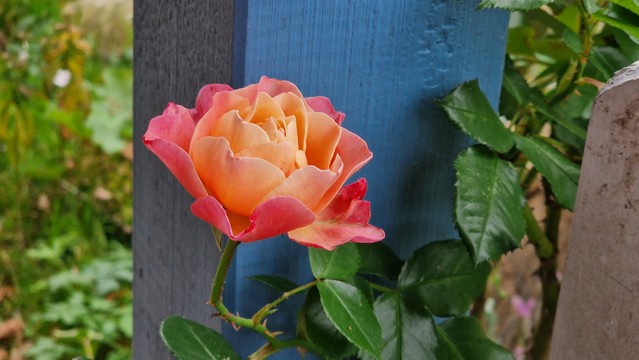 ErblÃ¼hte Rose mit Farbverlauf von Orange nach rot